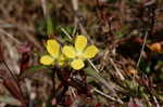 Narrowleaf primrose-willow